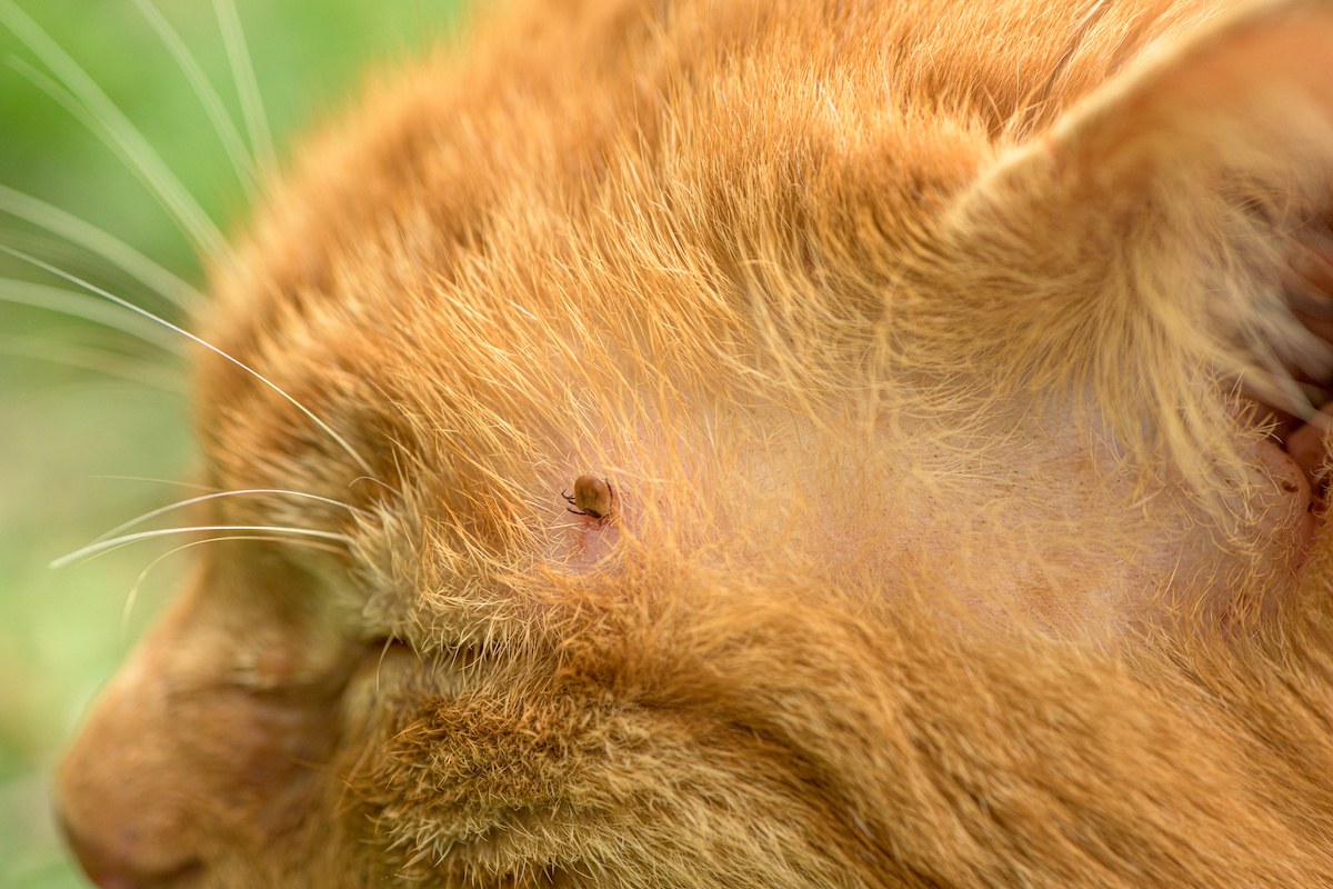 What Are Fleas?