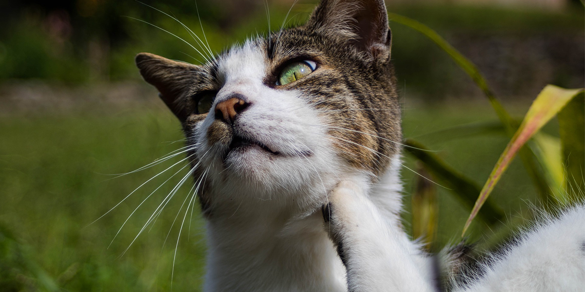 Fleas on Cats: Identification, Treatment, and Prevention