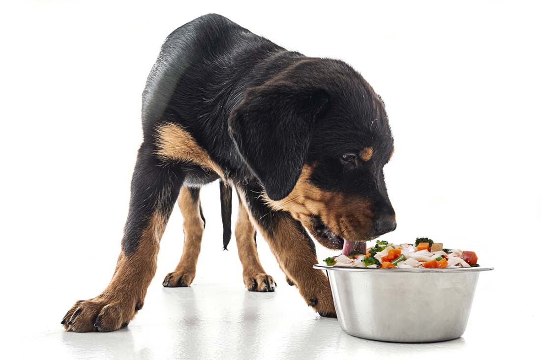 How Do You Know if Your Dog Has Food Allergies?