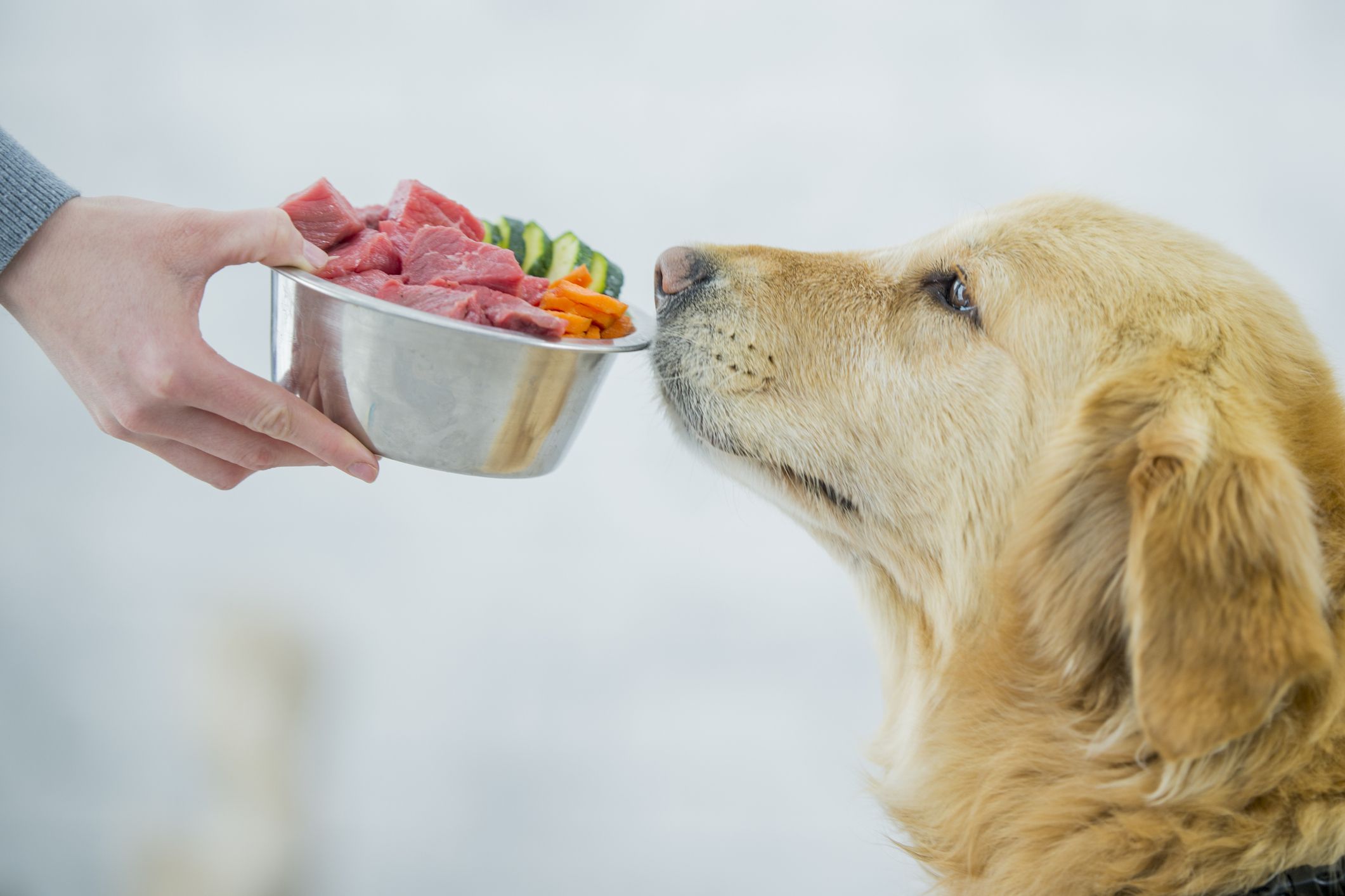Preventing Bleeding Gums in Dogs