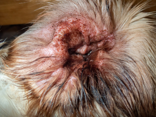 When to contact your vet