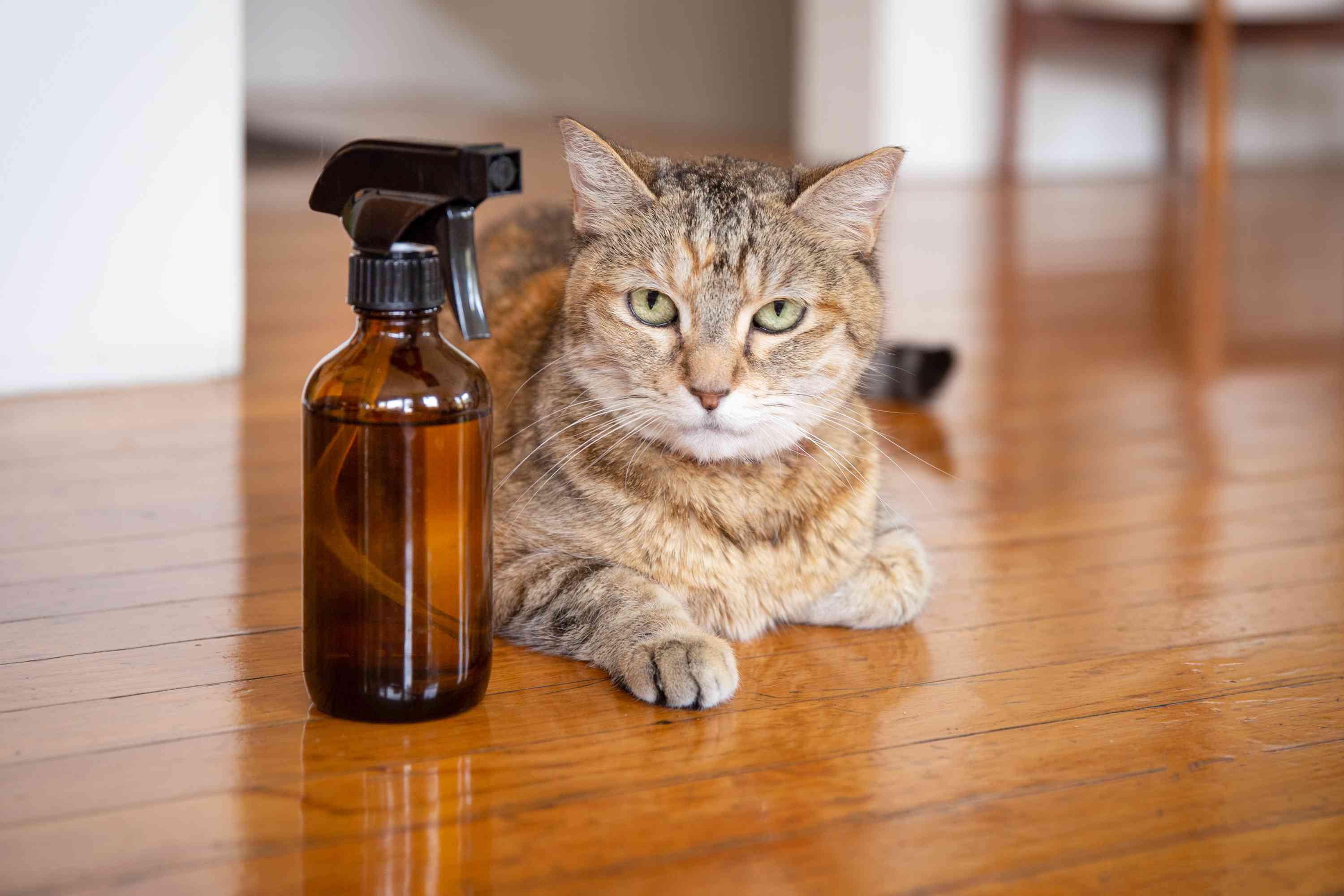 Natural Flea Remedies for Cats
