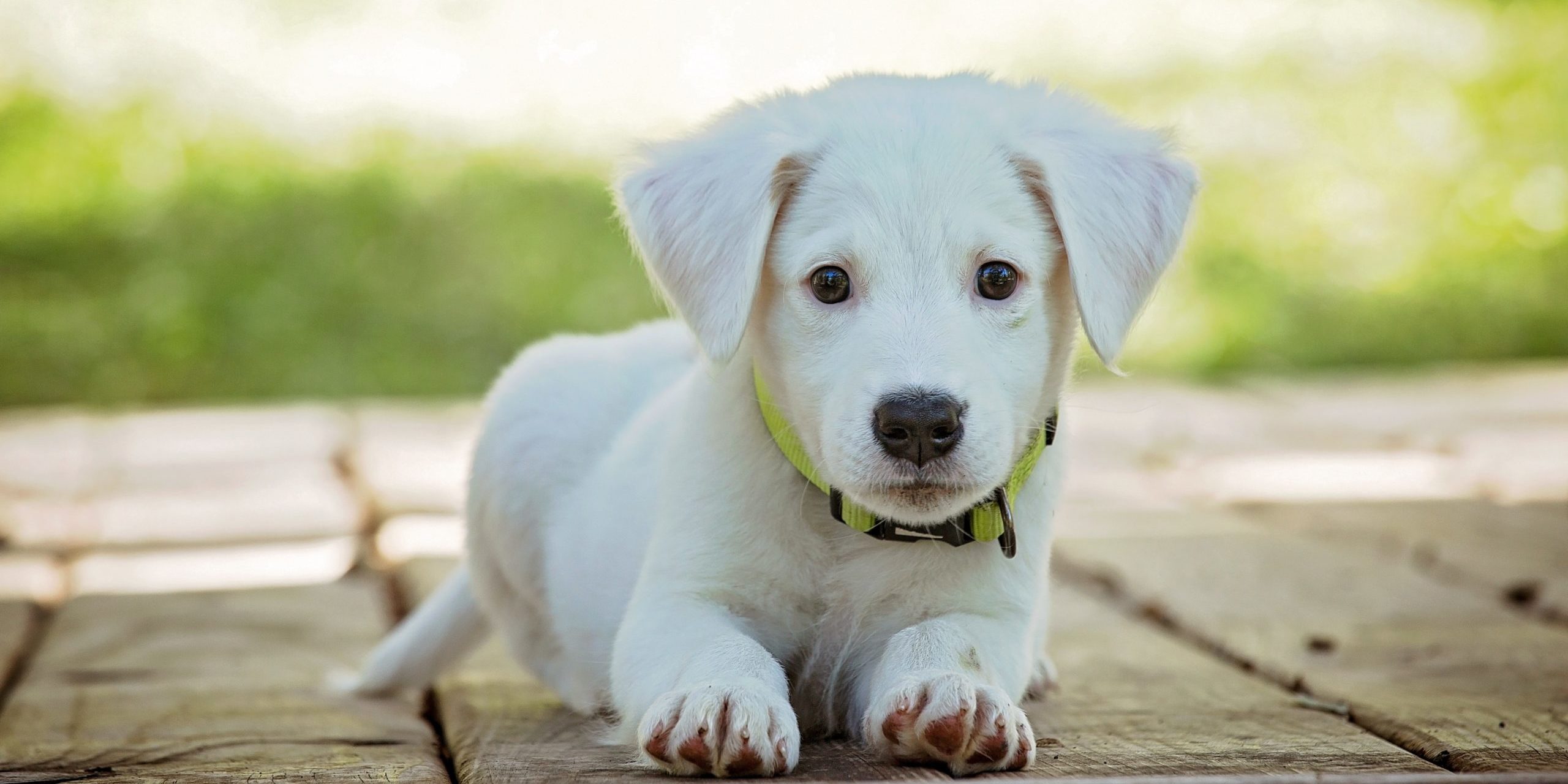 Keratoconjunctivitis Sicca (Dry Eye) in Dogs