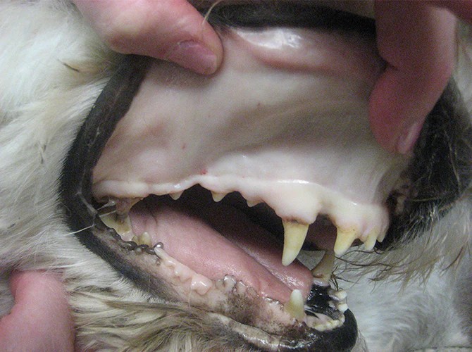 Pale Gums in Dogs