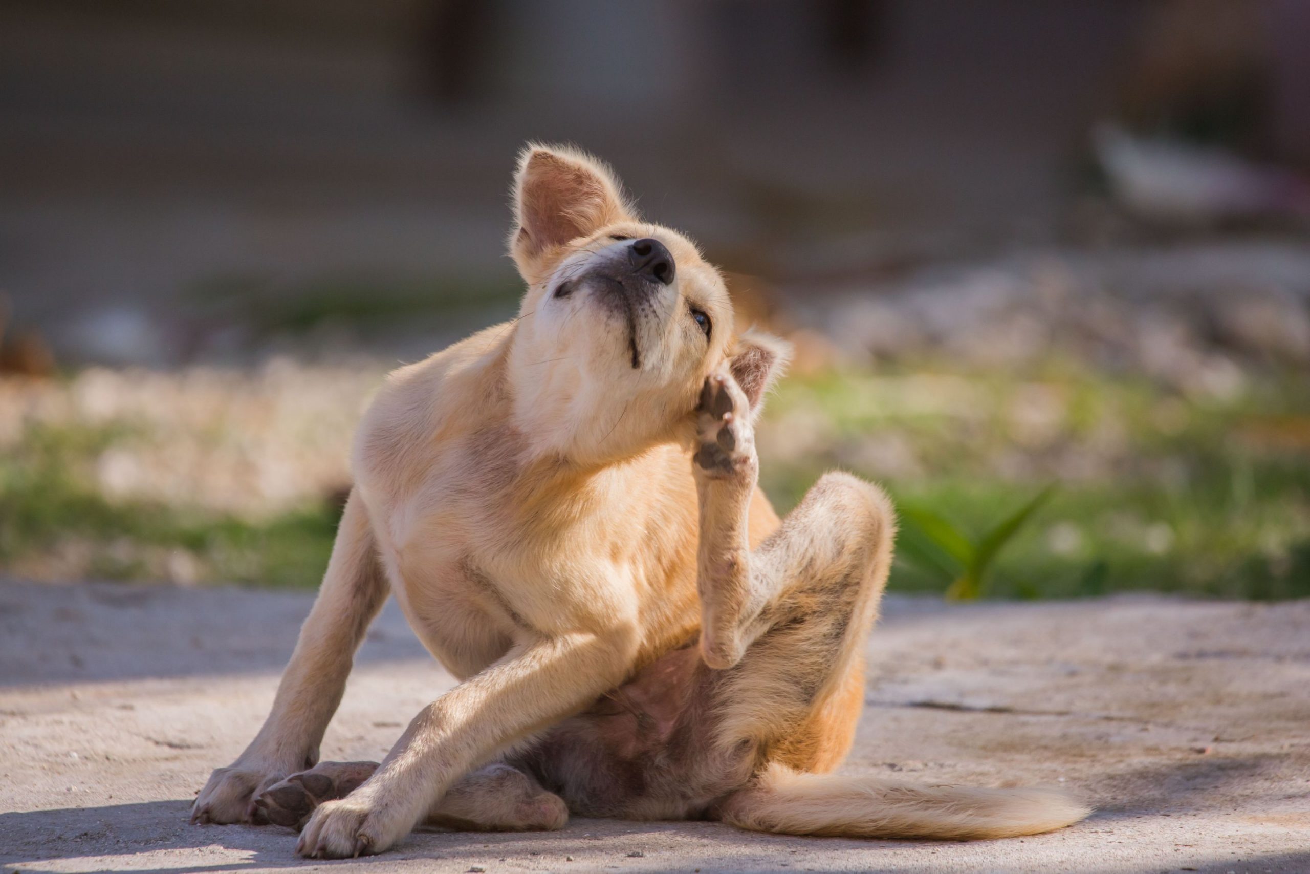 Parasites in Dogs
