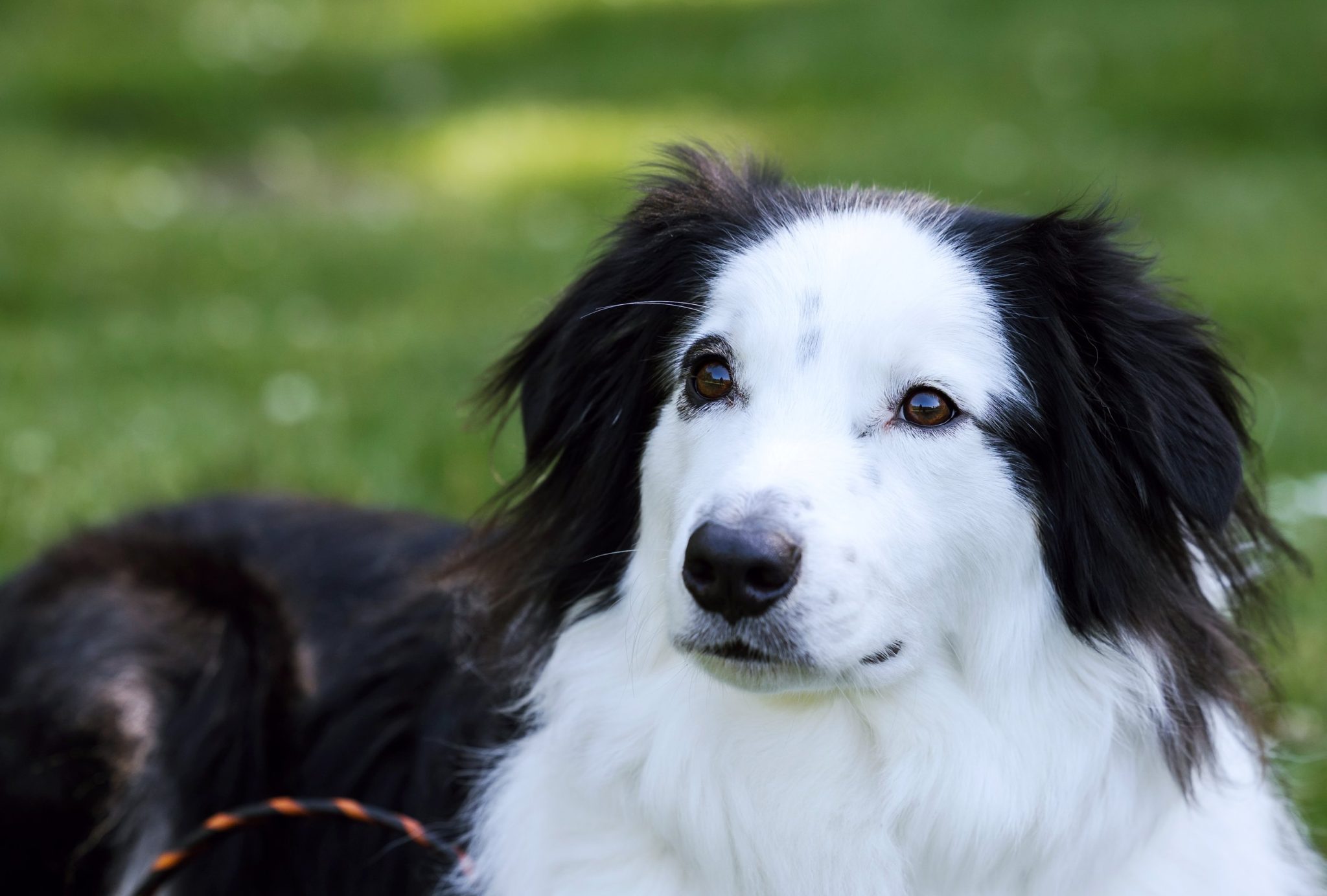 Nosebleeds in Dogs