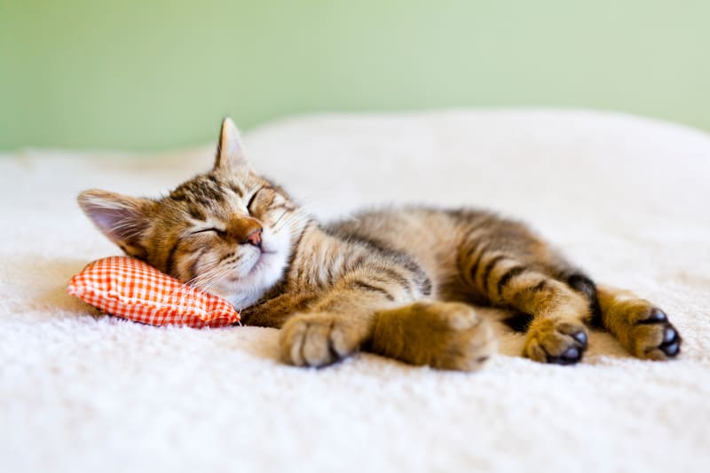 Is It Normal for Cats to Twitch While Sleeping?