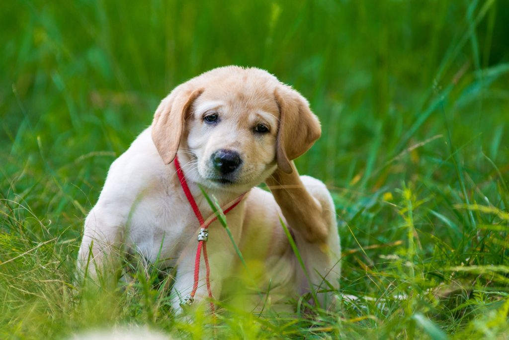Home Remedies for Dogs’ Itchy Skin