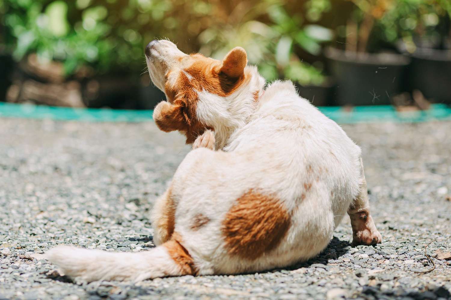Seborrhea Dermatitis in Dogs