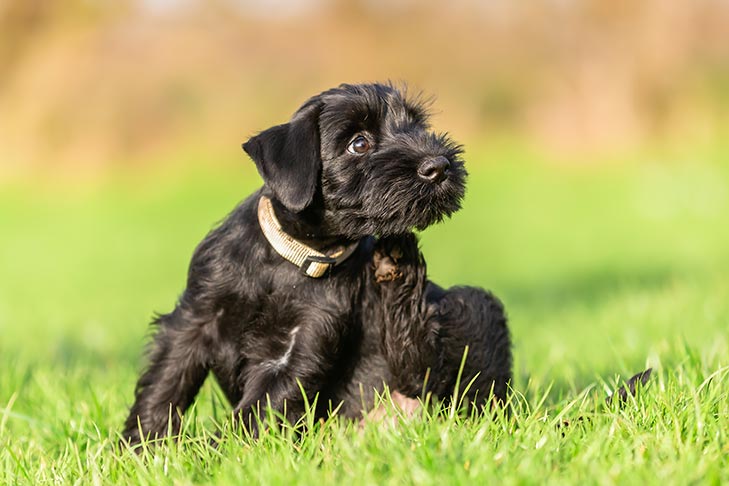 Symptoms of External Parasite in Dogs