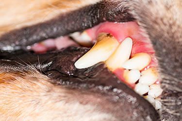 Swollen Gums in Dogs