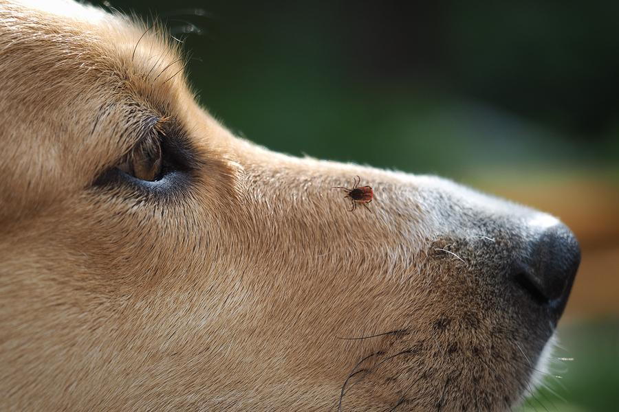 Ticks on Dogs: What Every Dog Owner Needs to Know
