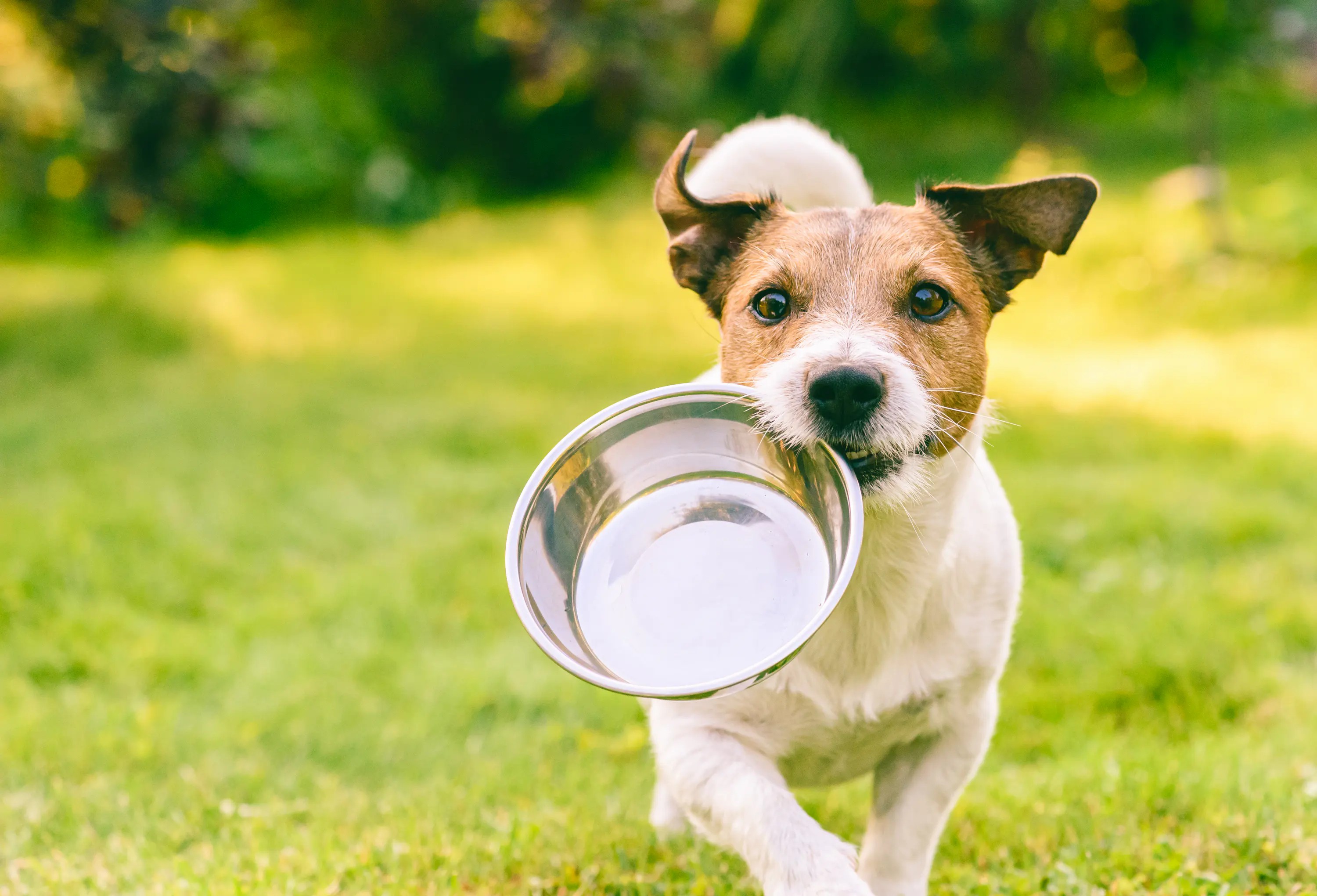 Gut Health for Dogs: Signs, Symptoms, and Solutions