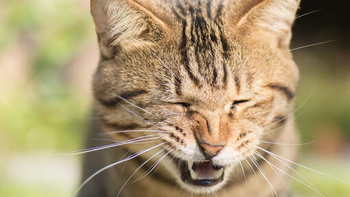 Why Is My Cat Sneezing?