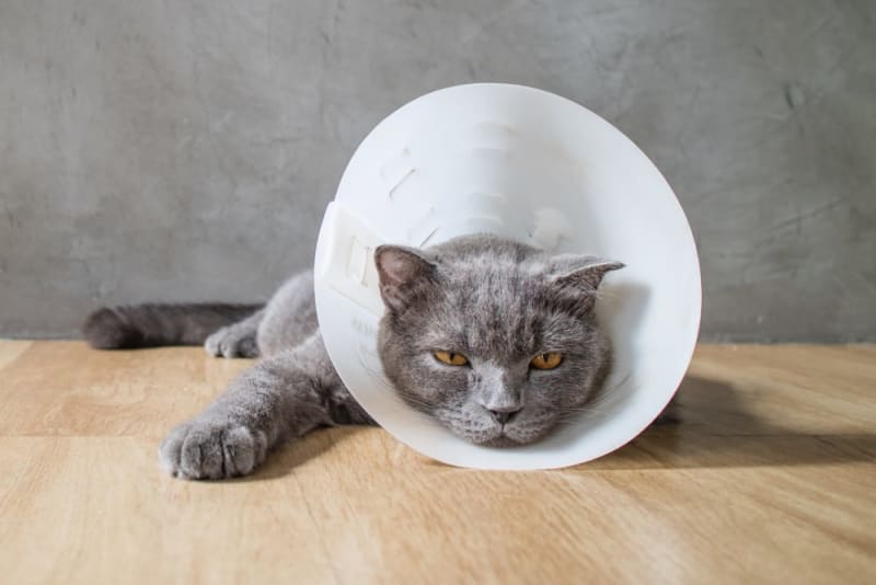 Prevent Your Cat From Licking and Biting