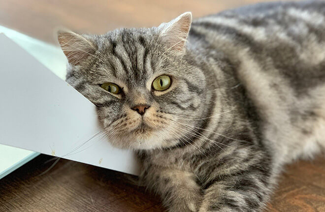 What Is Arthritis in Cats?