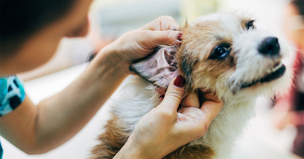 Ear Infections