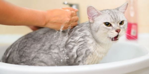 Topical Treatments