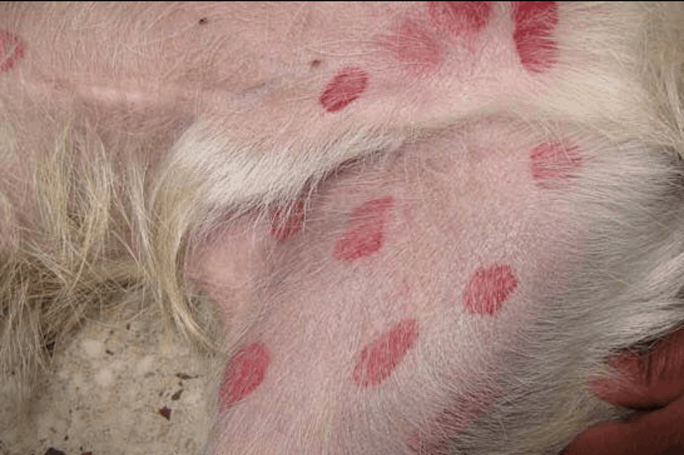 Symptoms of Fly Bites in Dogs
