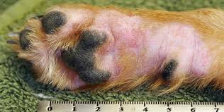 How Do You Identify Contact Dermatitis in Dogs?