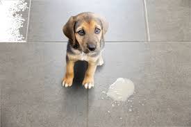 What Is the White Foam That Dogs Throw Up？