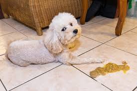 Yellow Vomit
