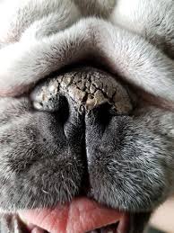 Other Symptoms of Dry Noses in Dogs