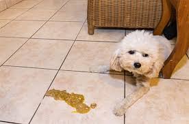 Your Dog's Digestive System