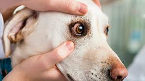 What Is Keratoconjunctivitis Sicca in Dogs?