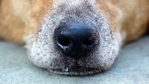 Runny Nose in Dogs