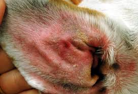 What Are Dog Ear Infections?