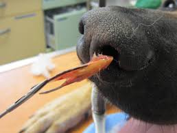 How Veterinarians Diagnose Nosebleeds in Dogs