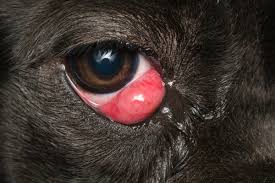 Symptoms of Dry Eye in Dogs 