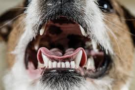Are Dogs' Mouths Cleaner Than Humans'?