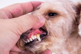 Red Gums in Dogs