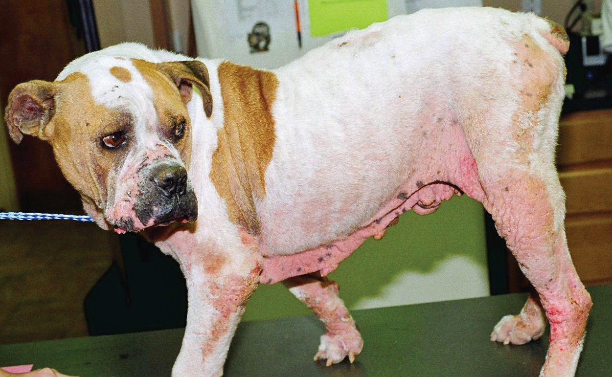 Atopic Dermatitis in Dogs: Causes, Symptoms, and Treatment