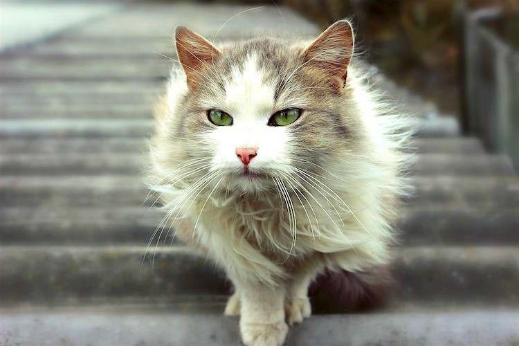 Poor Coat Condition and Lethargy
