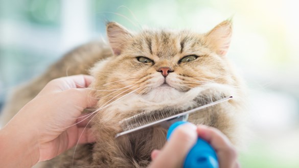 Regular Grooming