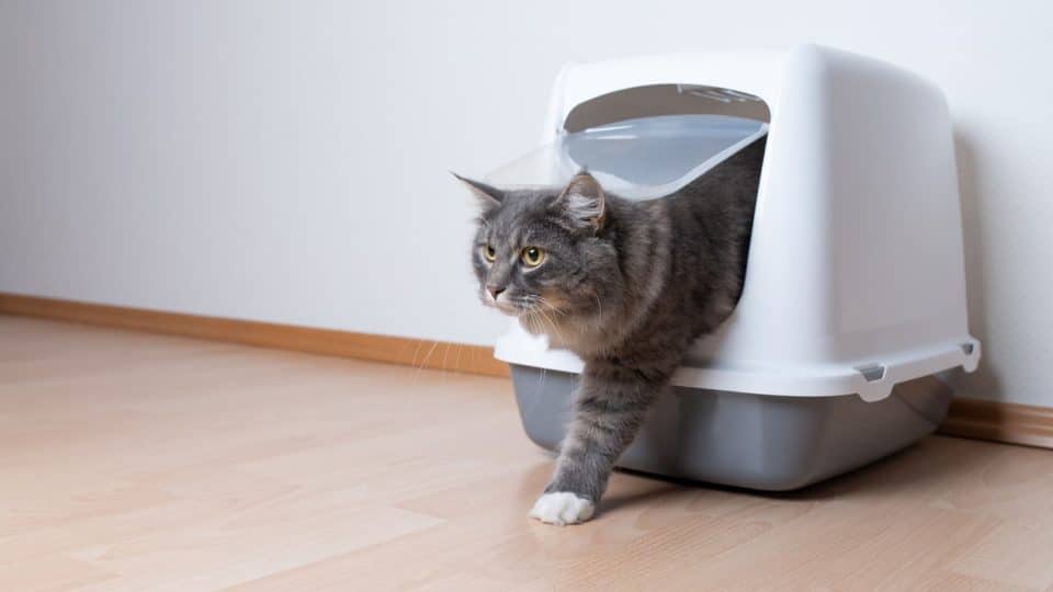 Cats Diarrhea: Causes, Symptoms, and Treatment