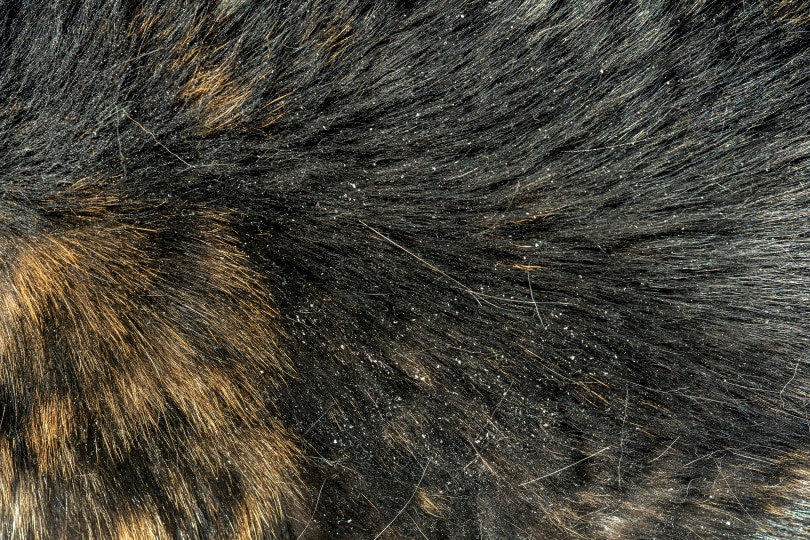 Understanding Cat Dandruff