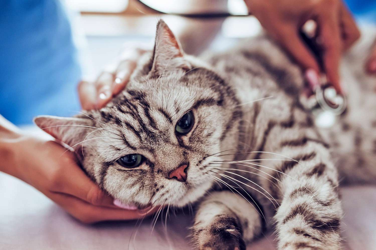 Heart Disease in Cats