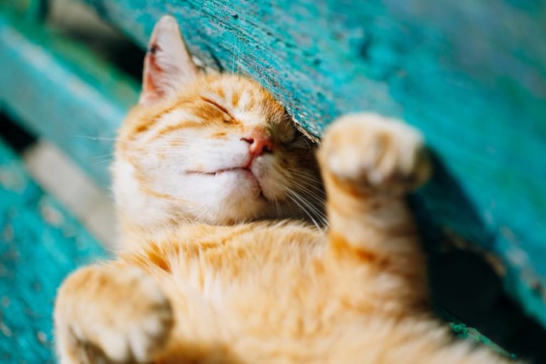 How Hot is Too Hot for Cats?