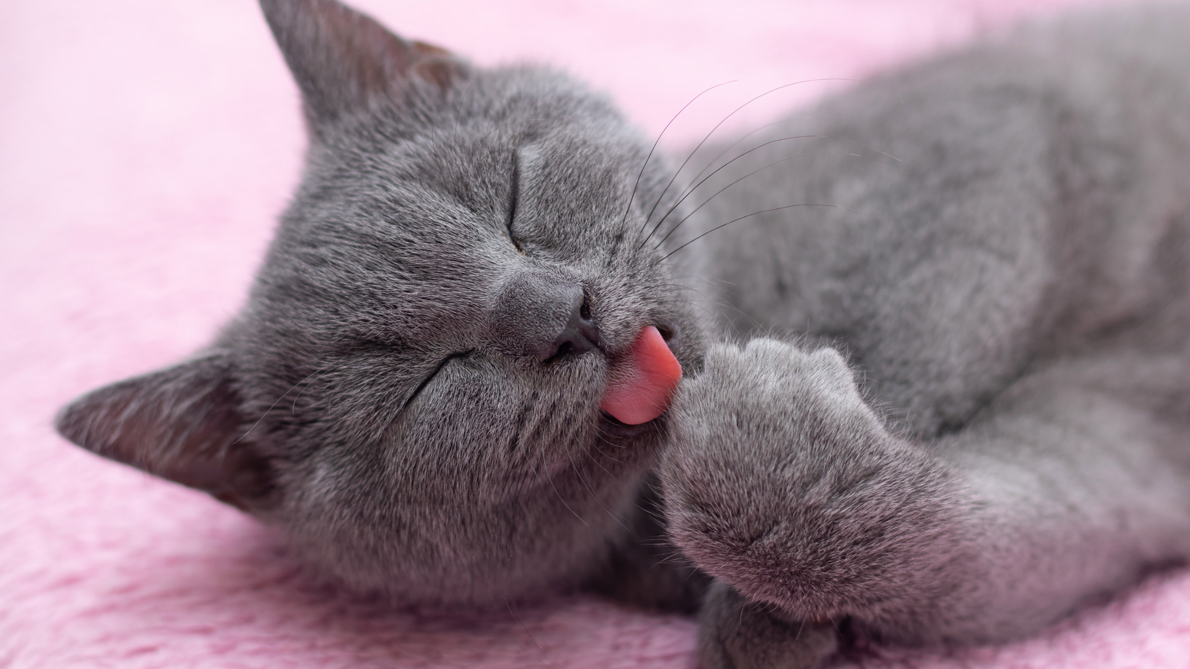 Why Is My Cat Licking Everything