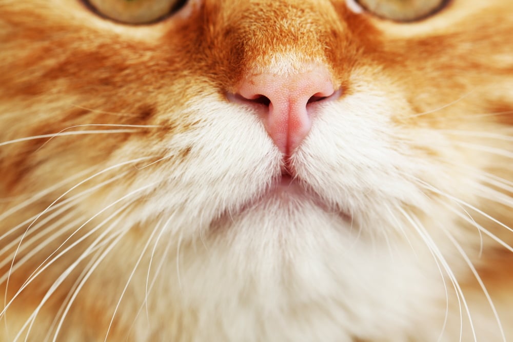 What Should a Cat's Nose Feel Like?