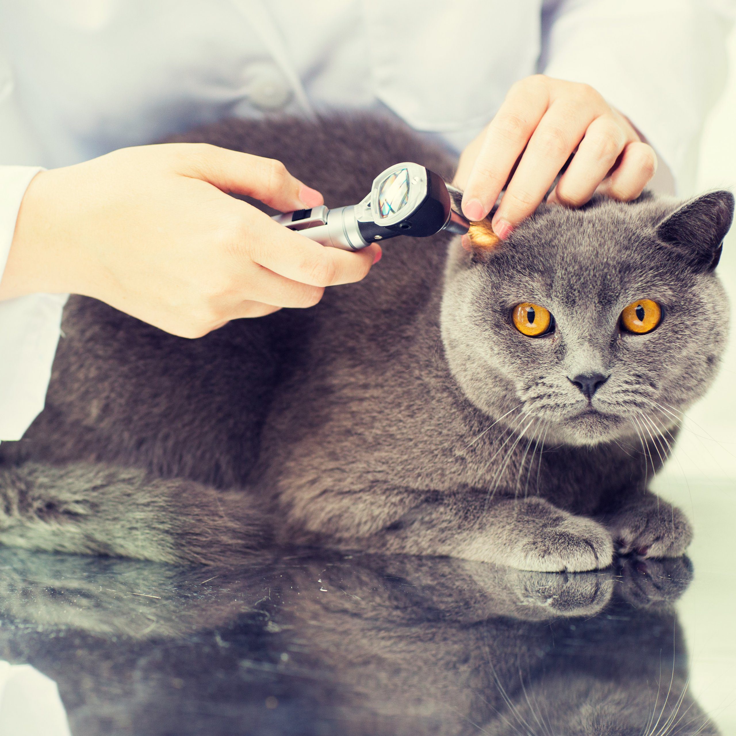 Veterinary Examination