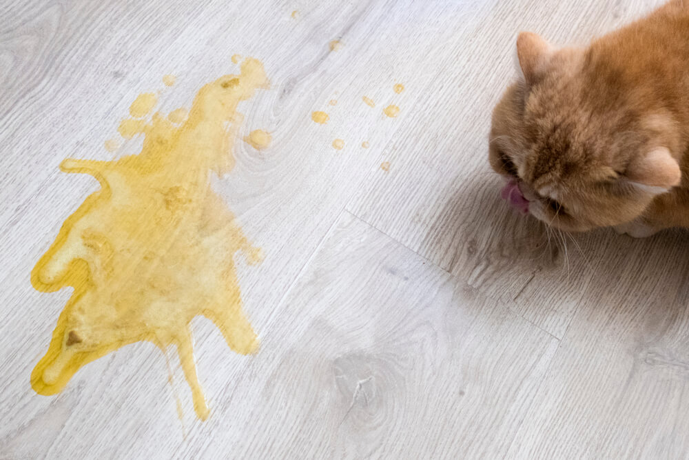 Home Remedies for Cat Vomiting Yellow Liquid