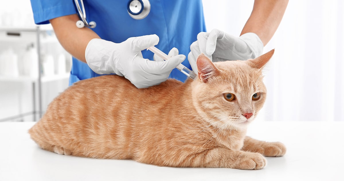 Cat Vaccination