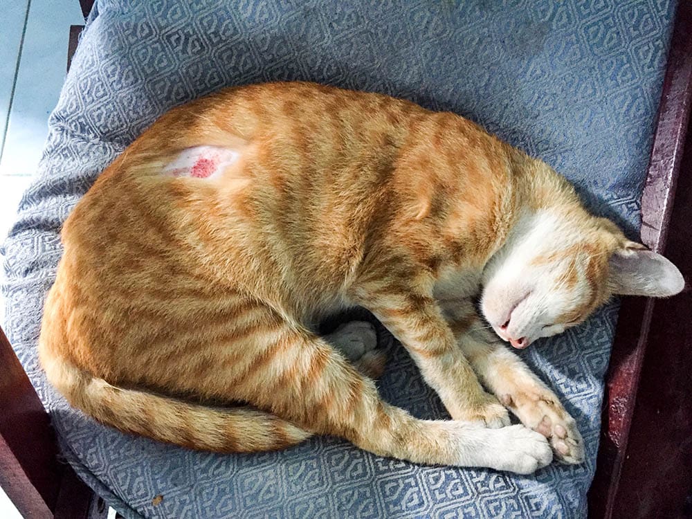 Hot Spots on Cats: Treatment and Home Remedies