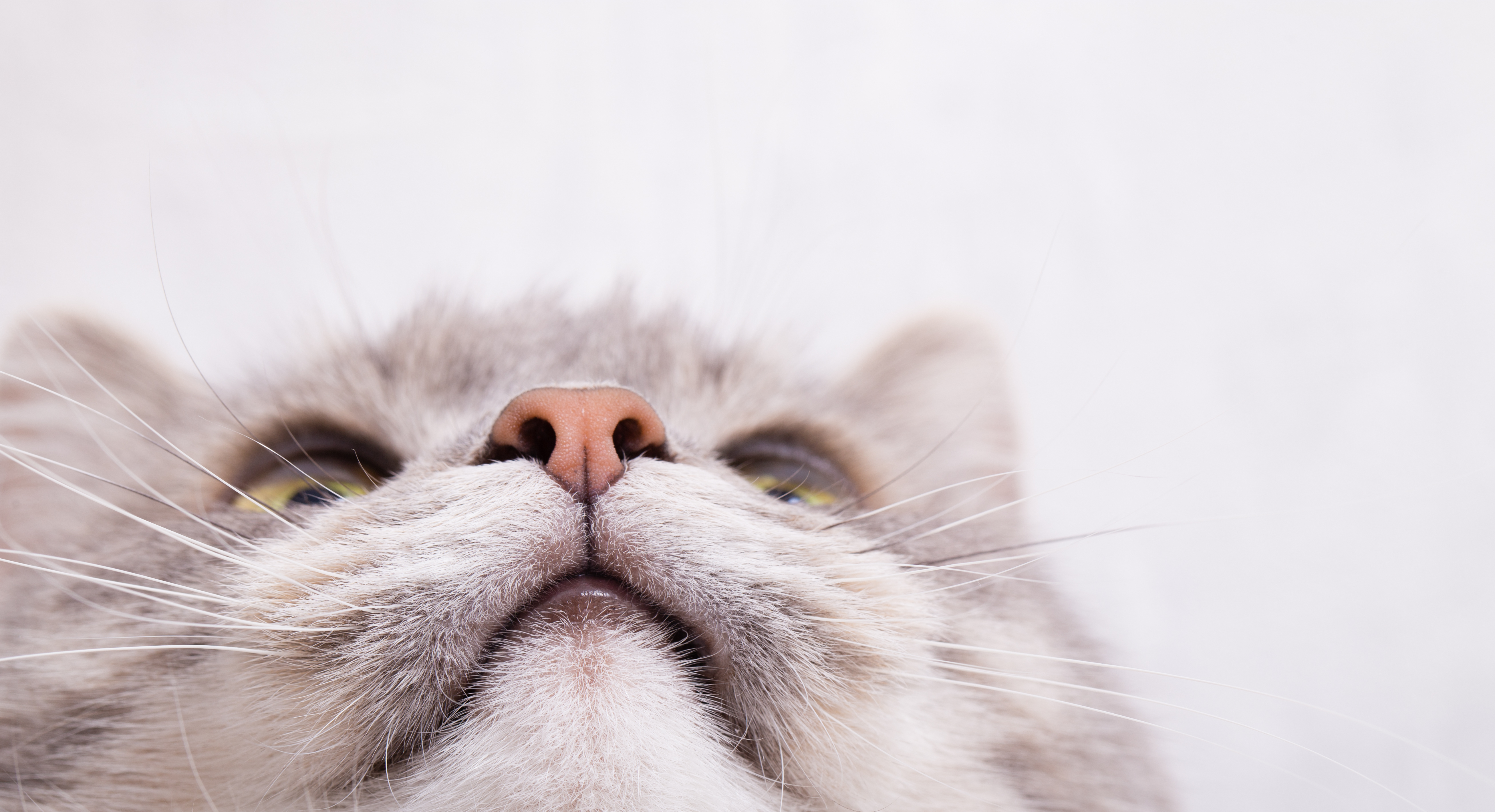Understanding Why Your Cat's Nose is Dry