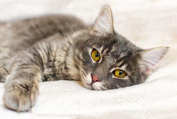 Cat Asthma